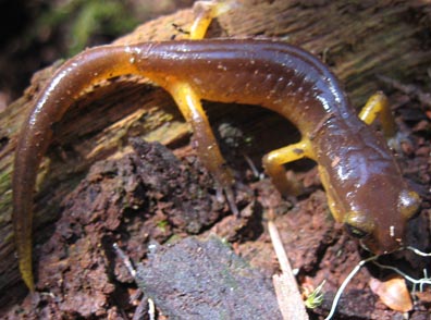 Ensatina